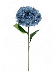 HORTENSIA