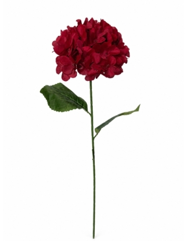 HORTENSIA