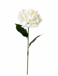 HORTENSIA