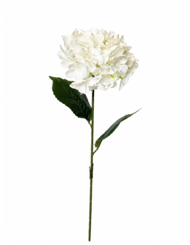 HORTENSIA