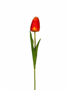 TULIPAN