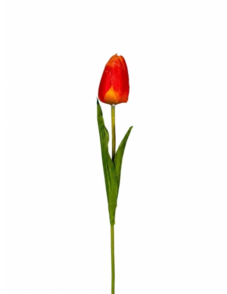 TULIPAN