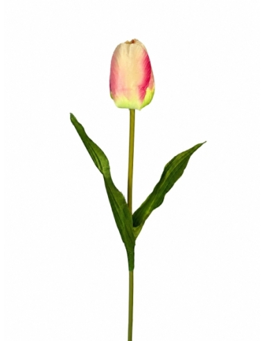 TULIPAN