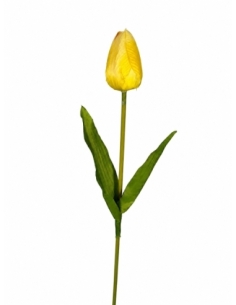TULIPAN