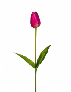 TULIPAN