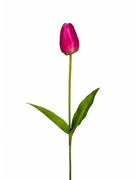 TULIPAN
