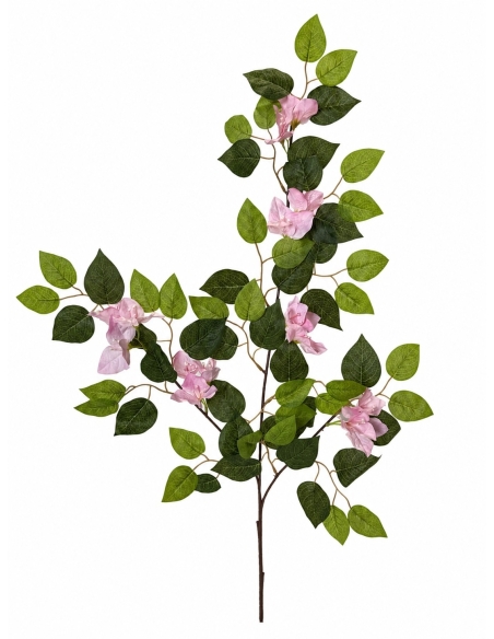 BUGANVILLA MORADA
