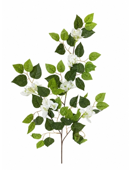 BUGANVILLA MORADA