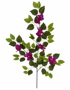 BUGANVILLA MORADA