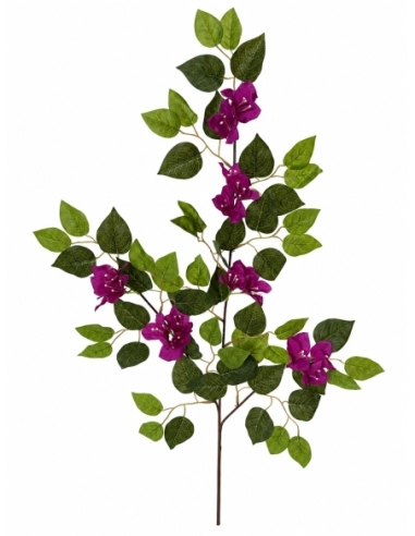 BUGANVILLA MORADA