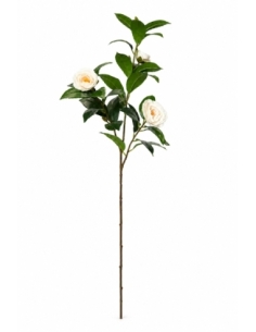 CAMELIA