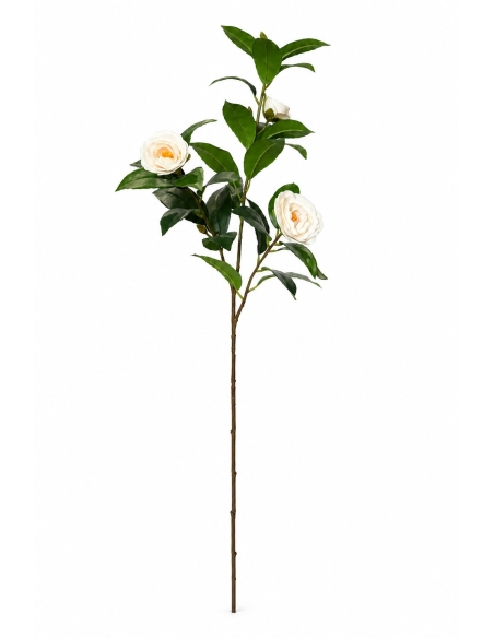 CAMELIA