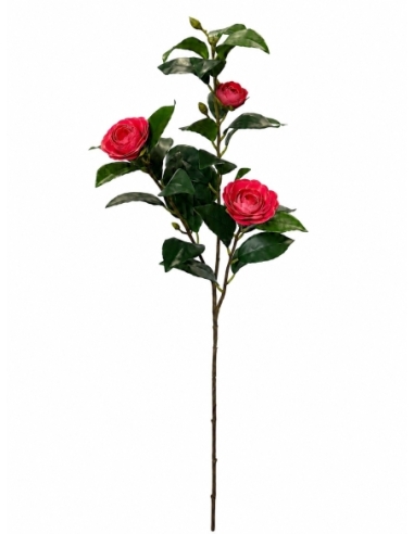 CAMELIA