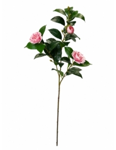 CAMELIA