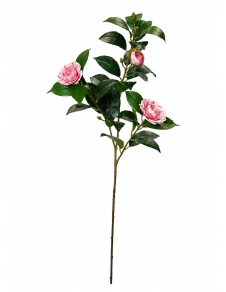 CAMELIA